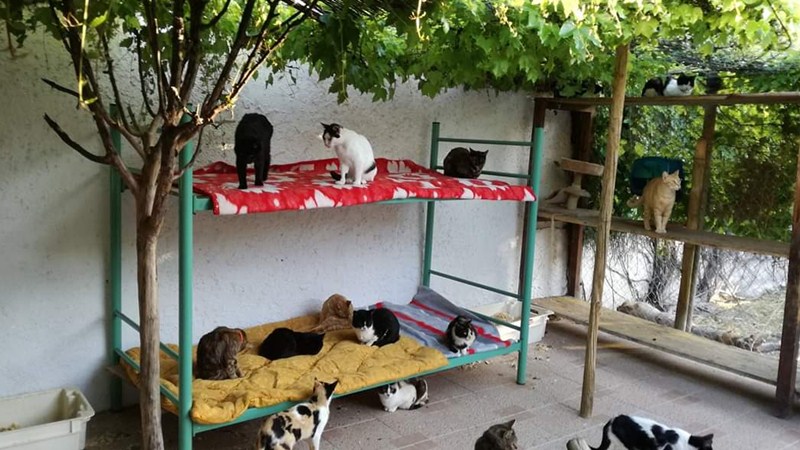 pone marcha una campaña para controlar las colonias de gatos callejeros Radio Salobreña | Tu radio municipal en internet